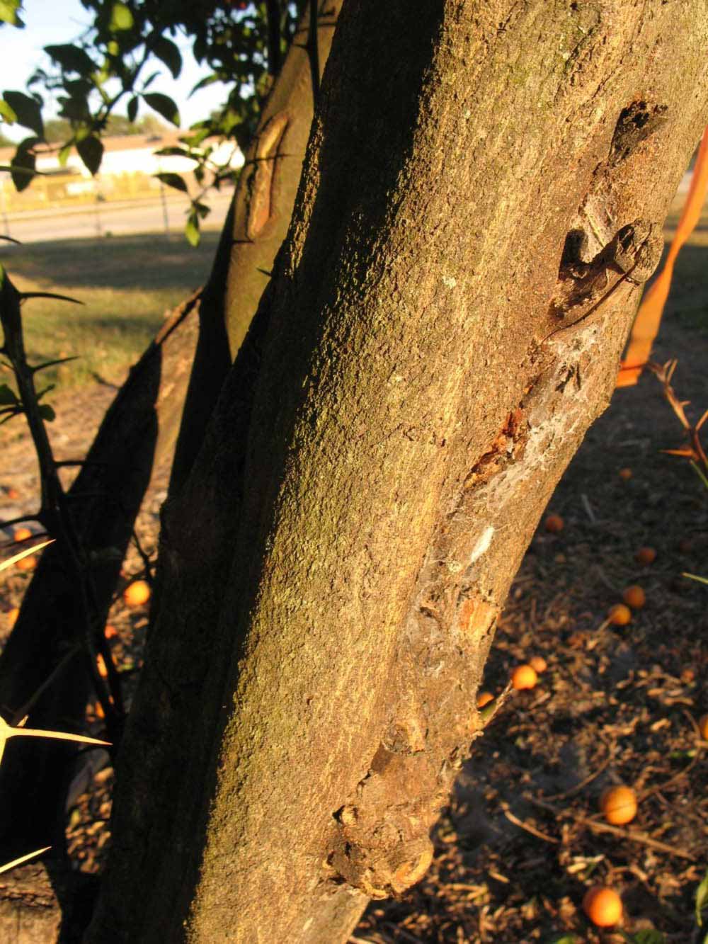             Bark (Winter Haven, FL)       